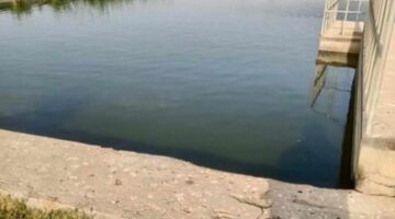 مياه الفيوم تعزز الاستفادة من مياه الصرف الصحي المعالجة بزراعة الأشجار الخشبية