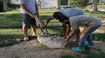 رئيس جمعيات الرفق بالحيوان: القانون الجديد يعتمد استراتيجية تعقيم الكلاب الضالة وليس قتلها