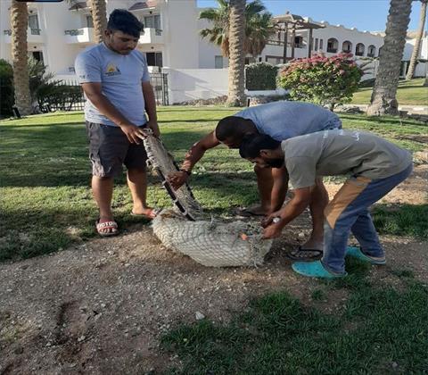 رئيس جمعيات الرفق بالحيوان: القانون الجديد يعتمد استراتيجية تعقيم الكلاب الضالة وليس قتلها رئيس جمعيات الرفق بالحيوان: القانون الجديد يعتمد استراتيجية تعقيم الكلاب الضالة وليس قتلها