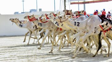 14.5 مليون ريال جوائز شوطي السيف الذهبي والفضي بختام مهرجان سمو الأمير للهجن