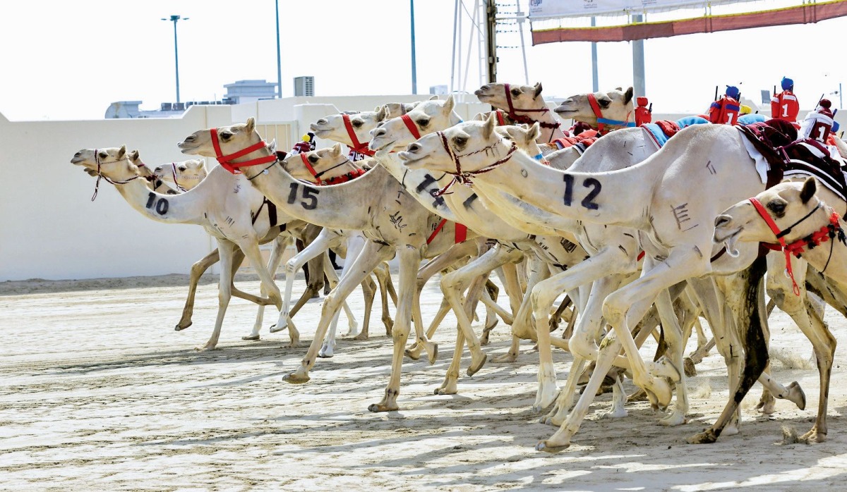 14.5 مليون ريال جوائز شوطي السيف الذهبي والفضي بختام مهرجان سمو الأمير للهجن