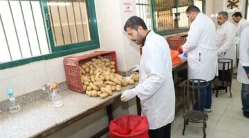 الزراعة: 620 ألف فدان خالية من العفن البني في البطاطس