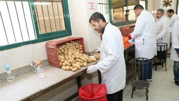 الزراعة: 620 ألف فدان خالية من العفن البني في البطاطس الزراعة: 620 ألف فدان خالية من العفن البني في البطاطس