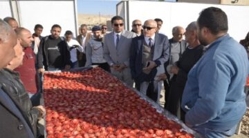 الأقصر تستعد لإطلاق صرح صناعي غذائي جديد لتجفيف الطماطم بـ «الكيمان»