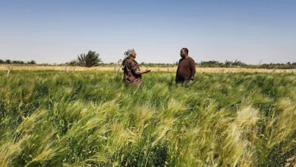 تبشر بإنتاج وفير ..مدير الإرشاد الزراعي يتفقد الحقول الإرشادية للشعير بسيوة