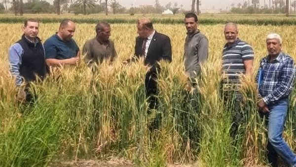 محافظ الجيزة يتابع استعدادات استقبال موسم حصاد القمح: تقديم الدعم والتيسيرات لجميع المزارعين محافظ الجيزة يتابع استعدادات استقبال موسم حصاد القمح: تقديم الدعم والتيسيرات لجميع المزارعين