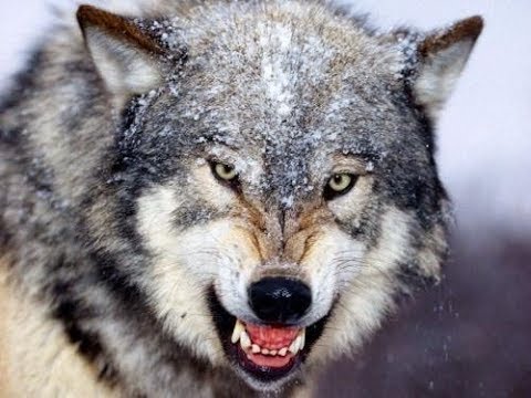 ألقى جثتها لذئاب صحراء المعادي.. شاب يقـ.ـتل زوجته بالقاهرة
