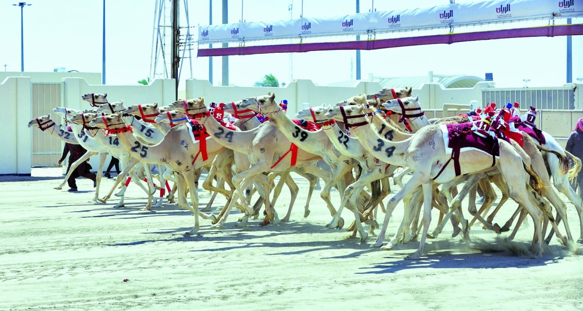 مهرجان سمو الأمير للهجن.. &quot;متعبة&quot; و&quot;سراب&quot; يمنحان الرئاسة ناموسي الجذاع مفتوح