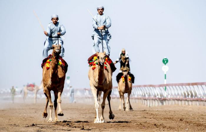 المطية مخايل للهجانة السلطانية تتوّج بكأس جلالة السُّلطان المعظّم للهجن 2025م المطية مخايل للهجانة السلطانية تتوّج بكأس جلالة السُّلطان المعظّم للهجن 2025م