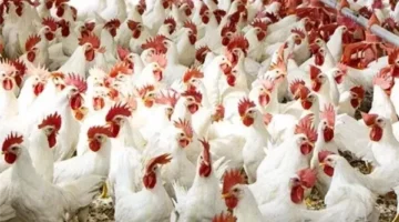 أسعار الدواجن والبيض اليوم الخميس 10 أبريل