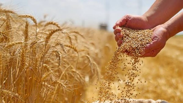 التموين تكشف عن حجم توريد القمح في الفيوم: 360 طنًا بعد 6 أيام من بدء الموسم التموين تكشف عن حجم توريد القمح في الفيوم: 360 طنًا بعد 6 أيام من بدء الموسم