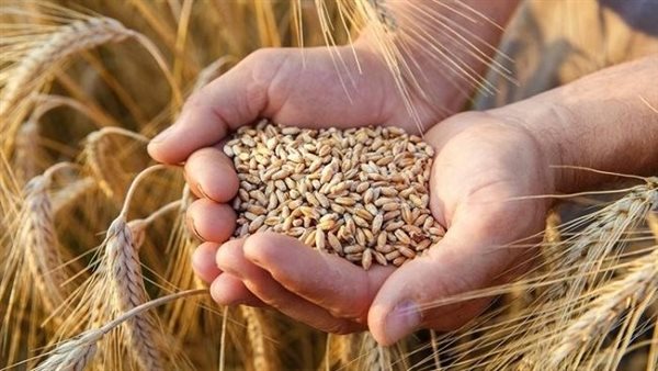 بدء الموسم الرسمي لتوريد القمح المحلي 15 أبريل.. و2200 جنيه سعر الأردب بدء الموسم الرسمي لتوريد القمح المحلي 15 أبريل.. و2200 جنيه سعر الأردب