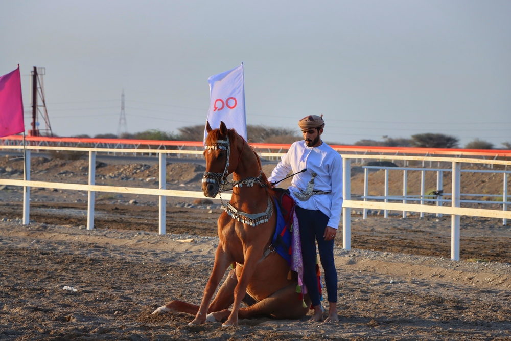 ١٥٠ فارسًا يشاركون في مهرجان الخيل التقليدي بشمال الباطنة ١٥٠ فارسًا يشاركون في مهرجان الخيل التقليدي بشمال الباطنة
