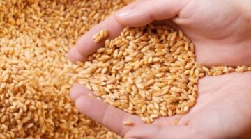 وزير الزراعة: مصر زرعت 10 ملايين فدان بإنتاجية تعادل 15 مليونًا