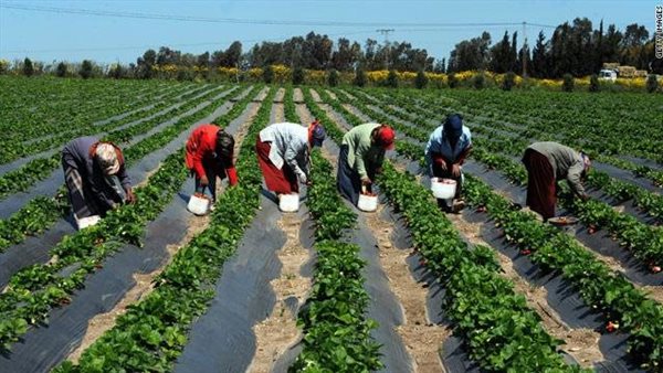 50 مليار جنيه تمويلات بنهاية 2025.. كيف تدعم البنوك القطاع الزراعي في مصر؟ 50 مليار جنيه تمويلات بنهاية 2025.. كيف تدعم البنوك القطاع الزراعي في مصر؟