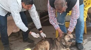 بورسعيد خلال 24 ساعة.. حملات لتحصين الكلاب وإزالة الإشغالات… وجهود مكثفة للأجهزة التنفيذية