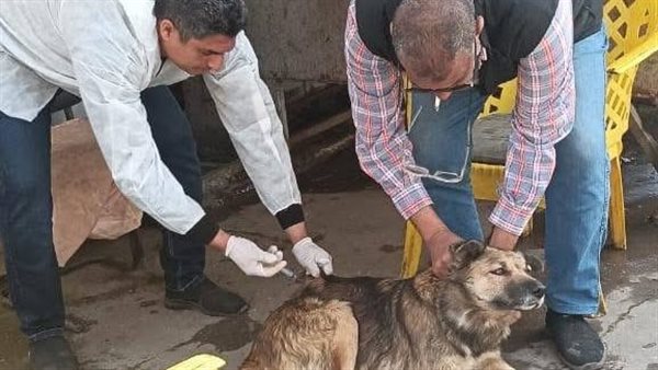 بورسعيد خلال 24 ساعة.. حملات لتحصين الكلاب وإزالة الإشغالات… وجهود مكثفة للأجهزة التنفيذية بورسعيد خلال 24 ساعة.. حملات لتحصين الكلاب وإزالة الإشغالات… وجهود مكثفة للأجهزة التنفيذية
