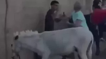 لعرضها على جهات التحقيق.. التحفظ على سائحة هولندية لتعديها على شاب بعصى خشبية بعد ضربه لحمار بالهرم