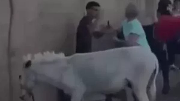 لعرضها على جهات التحقيق.. التحفظ على سائحة هولندية لتعديها على شاب بعصى خشبية بعد ضربه لحمار بالهرم