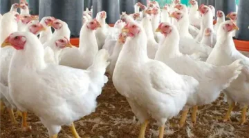 زيادة البنزين والسولار.. أسعار الدواجن اليوم الجمعة