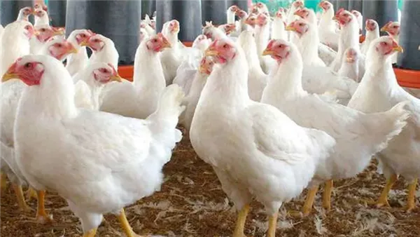زيادة البنزين والسولار.. أسعار الدواجن اليوم الجمعة زيادة البنزين والسولار.. أسعار الدواجن اليوم الجمعة