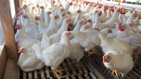 ما مصير أسعار الدواجن بعد ارتفاع البنزين والسولار؟.. العضو المنتدب لشركة دلتا مصر يجيب ما مصير أسعار الدواجن بعد ارتفاع البنزين والسولار؟.. العضو المنتدب لشركة دلتا مصر يجيب