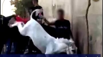 الأمن يكشف تفاصيل فيديو التعدي على حمار وتدخل سائحة في الهرم