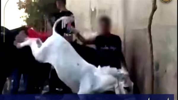 الأمن يكشف تفاصيل فيديو التعدي على حمار وتدخل سائحة في الهرم الأمن يكشف تفاصيل فيديو التعدي على حمار وتدخل سائحة في الهرم