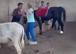 أجنبية تتدخل لإنقاذ حمار.. الداخلية تكشف الكواليس (فيديو)