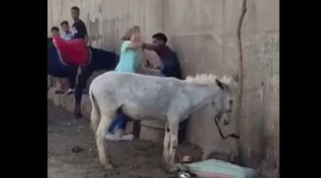 ضرب حمار .. إخلاء سبيل سائحة هولندية في تعديها على شاب بنزلة السمان