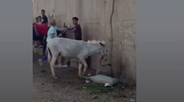 إخلاء سبيل سائحة هولندية وشاب مصري على خلفية واقعة «ضرب حمار» بنزلة السمان