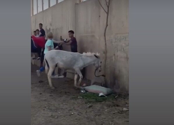 إخلاء سبيل سائحة هولندية وشاب مصري على خلفية واقعة «ضرب حمار» بنزلة السمان إخلاء سبيل سائحة هولندية وشاب مصري على خلفية واقعة «ضرب حمار» بنزلة السمان