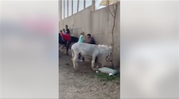 السائحة الهولندية بطلة واقعة الحمار.. النيابة تخلي سبيلها والشاب المعتدي: كنت بهدي الحيوان بس