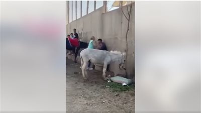 السائحة الهولندية بطلة واقعة الحمار.. النيابة تخلي سبيلها والشاب المعتدي: كنت بهدي الحيوان بس السائحة الهولندية بطلة واقعة الحمار.. النيابة تخلي سبيلها والشاب المعتدي: كنت بهدي الحيوان بس