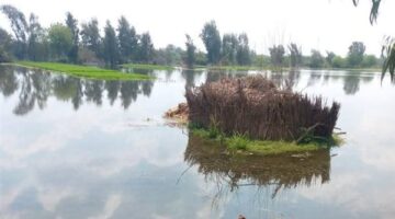 غرق 18 فدانًا بطرح النهر بالمنوفية بعد ارتفاع منسوب المياه برشيد| صور