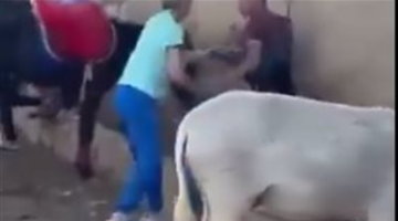قرارات عاجلة من النيابة بشأن واقعة حمار نزلة السمان