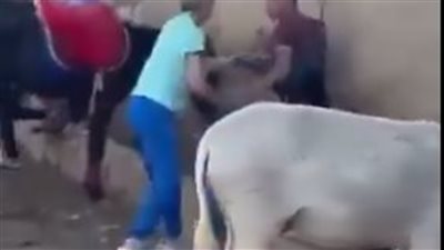 قرارات عاجلة من النيابة بشأن واقعة حمار نزلة السمان قرارات عاجلة من النيابة بشأن واقعة حمار نزلة السمان