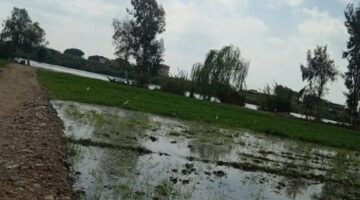 بعد ارتفاع منسوب مياه النيل.. غرق 5 أفدنة في زاوية البقلي بالمنوفية