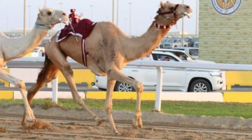 انطلاق أشواط الحيل والزمول في مهرجان سمو الأمير المفدى للهجن