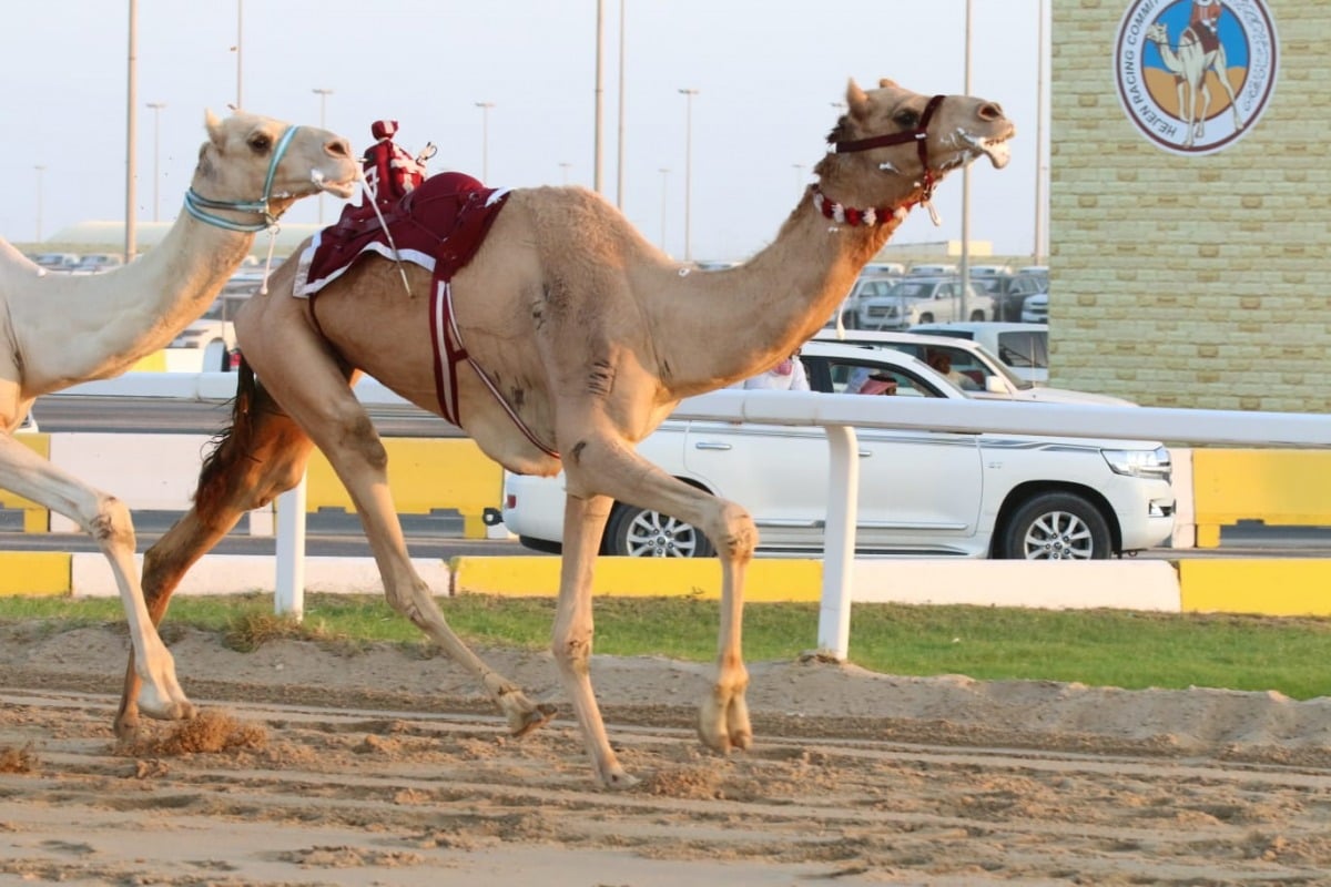انطلاق أشواط الحيل والزمول في مهرجان سمو الأمير المفدى للهجن انطلاق أشواط الحيل والزمول في مهرجان سمو الأمير المفدى للهجن