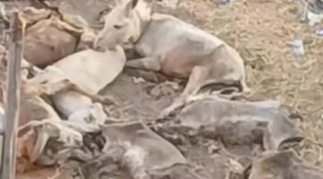 فحص فيديو ذبح حمير بعد مزاعم حدوث الواقعة في المنوفية