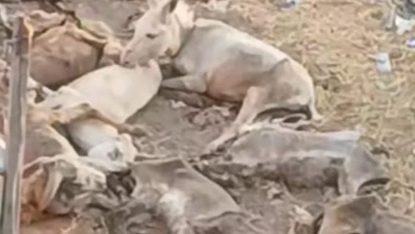 فحص فيديو ذبح حمير بعد مزاعم حدوث الواقعة في المنوفية فحص فيديو ذبح حمير بعد مزاعم حدوث الواقعة في المنوفية