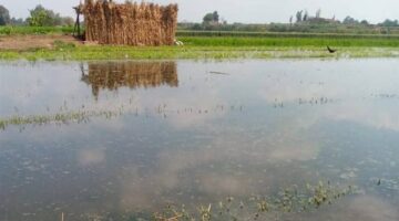 ارتفاع منسوب المياه يغرق 651 فدانًا من أراضي طرح النهر بالمنوفية| مستند