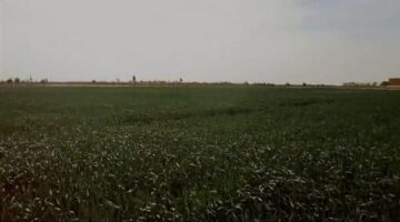 حقن التربة الرملية.. مشروع وطني يتحدى الصحراء بغرب المنيا لتحويلها إلى سلة غذاء