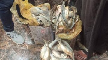 ضبط 3.7 طن فسيخ فاسد قبل طرحه بالأسواق بالدقهلية
