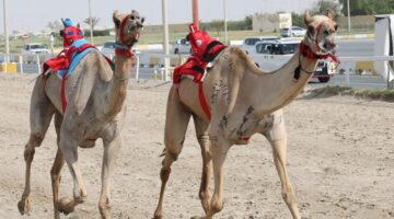 منافسات قوية في اليوم الثالث عشر لمهرجان سمو الأمير المفدى للهجن