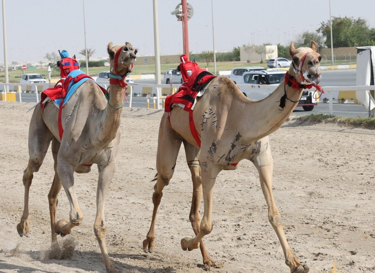 منافسات قوية في اليوم الثالث عشر لمهرجان سمو الأمير المفدى للهجن منافسات قوية في اليوم الثالث عشر لمهرجان سمو الأمير المفدى للهجن