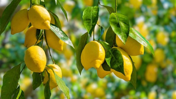 شعبة الخضروات والفاكهة تكشف موعد انخفاض سعر الليمون والبطيخ شعبة الخضروات والفاكهة تكشف موعد انخفاض سعر الليمون والبطيخ