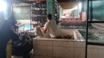 ضبط 15 طن أسماك ورنجة فاسدة قبل شم النسيم في المنوفية