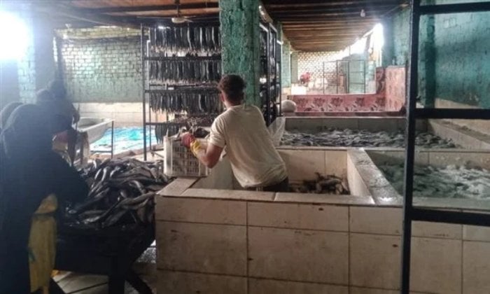 ضبط 15 طن أسماك ورنجة فاسدة قبل شم النسيم في المنوفية ضبط 15 طن أسماك ورنجة فاسدة قبل شم النسيم في المنوفية